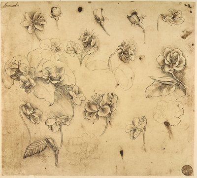 Studie von Blumen, Federzeichnung auf gelblichem Papier, mit Anzeichen von Silberstiftvorbereitung, von Leonardo da Vinci, aufbewahrt in der Galerie der Akademie, Venedig von Leonardo da Vinci